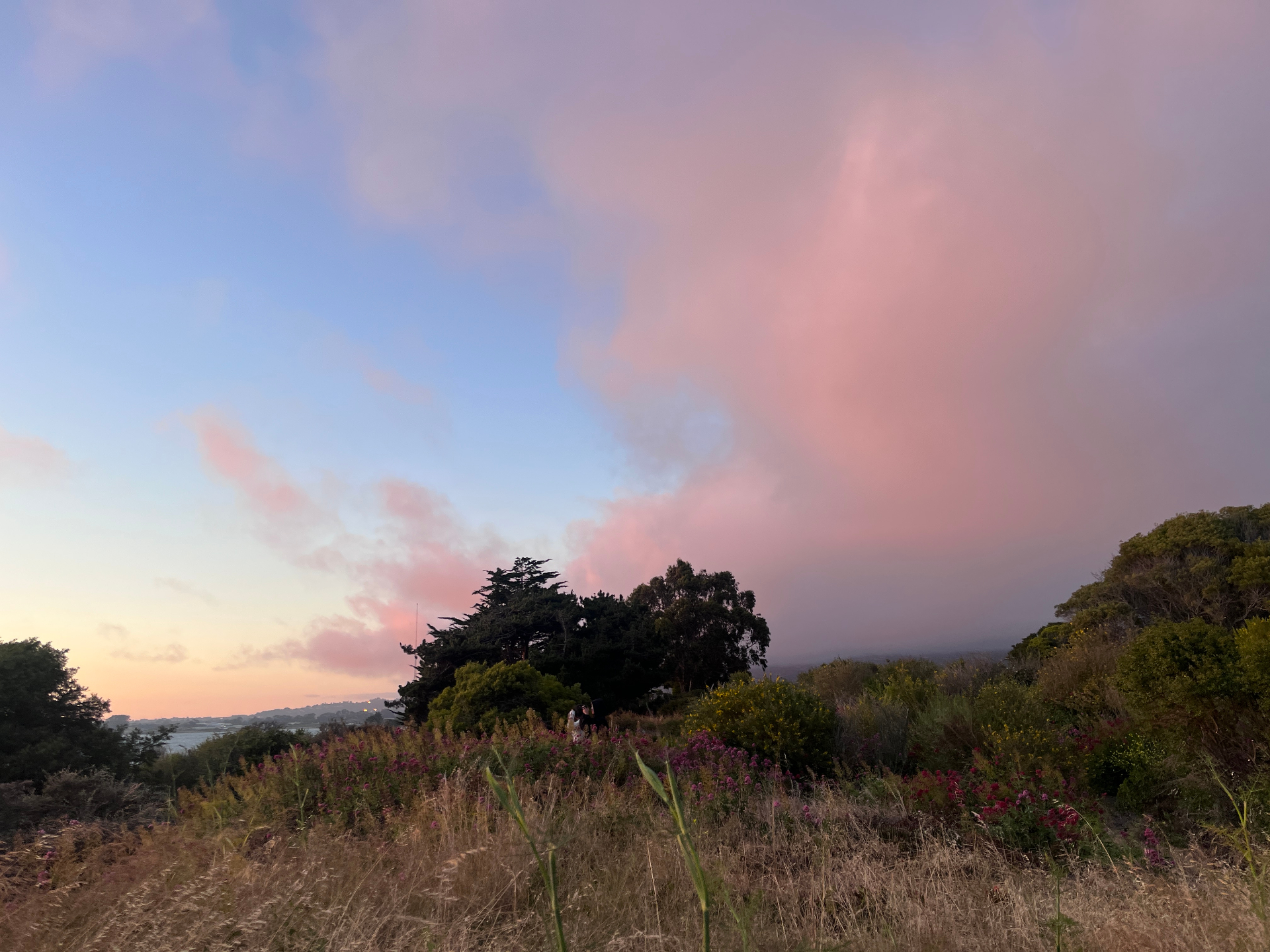 Pink clouds and wildflowers above the Albany Bulb trail