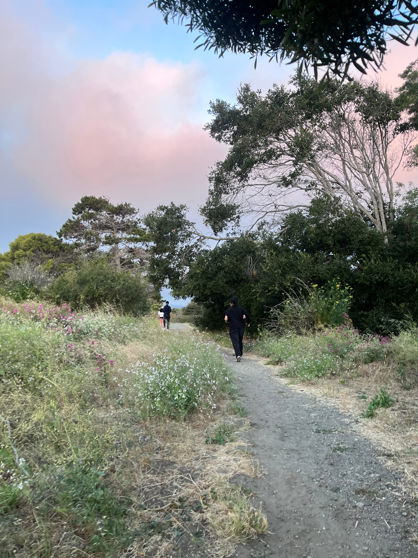 Members walking a wildflower-lined path at Albany Bulb under a pink sky